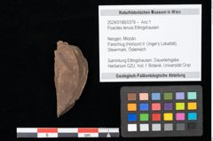 Foto (Objekt + Etikett) von Poacites tenuis Ettingshausen (NHMW-GEO-2024-0188-0379)